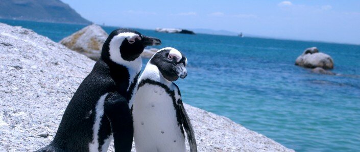 Love-birds. Two penguins at Boulders beach, South Africa